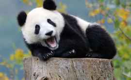 În China va fi creat un sanctuar pentru urşii panda