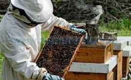 Пчеловоды Молдовы получат вертикальные ульи