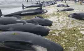 Peste 150 de balene au eșuat pe o plajă din Australia VIDEO
