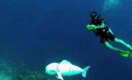 Cum arată peștele robot creat pentru observațiile subacvatice VIDEO