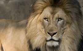 Au fost descoperite rămășițele unui leu gigantic FOTO