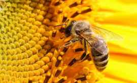 Coloniile de albine sînt asemănătoare cu neuronii creierului uman