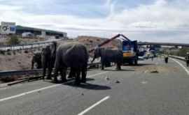 Un camion care transporta elefanți sa răsturnat VIDEO