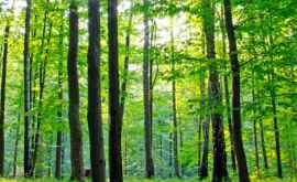 În perioada sărbătorilor pascale controlul pădurilor va fi intensificat 