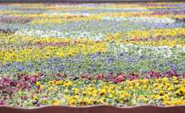 Covorul de flori din faţa Catedralei pe cale de dispariţie FOTO