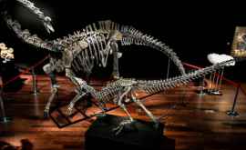 Două schelete de dinozauri au fost vîndute la Paris