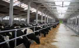 Беларусь поможет Молдове построить современный молочнотоварный комплекс