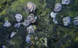 На глубине трех тысяч метров нашли ясли глубоководных осьминогов