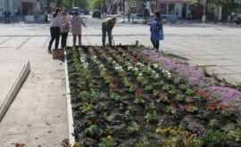 Primarul de Glodeni a copiat ideea covorului de flori de la Chişinău