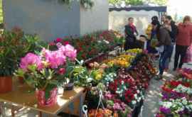 Парад цветов в Чимишлии