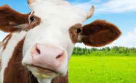 Исследование Корова может стать самым крупным млекопитающим на Земле