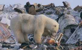 В арктических льдах обнаружена рекордная концентрация пластика 