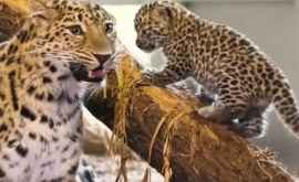 В зоопарке Вены родились малыши редкого леопарда ВИДЕО