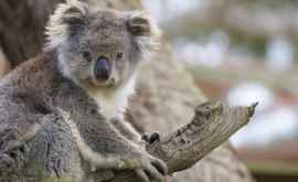 45 de milioane de dolari australieni pentru a salva populaţia de Koala