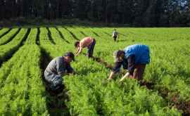Agricultorii care vor crea locuri de muncă vor primi subvenții de la stat