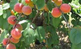 Во Франции падает производство абрикос