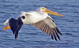 Moldova asaltată de pelicani