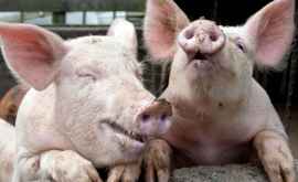 Ещё одна вспышка африканской чумы свиней на юге страны