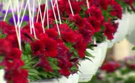 Amenzi de aproape un milion de lei au achitat vînzătorii de flori