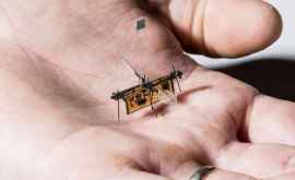 Первое летающее насекомоеробот открывает новую область технологий
