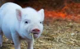 Новый вирус свиней может оказаться опасным для человека
