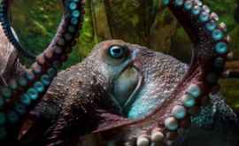 Ученые посчитали осьминогов инопланетянами