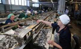 Două companii rusești au obținut dreptul de a livra pește în Moldova