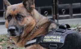 Украинец находящийся в розыске был пойман собакой ВИДЕО