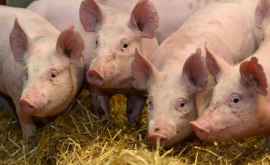 В Воронежской области потерялись 200 свиней ВИДЕО