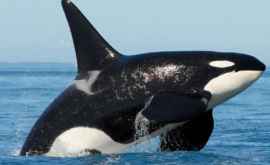333 de balene au fost ucise în Oceanul Antarctic în scop ştiinţific