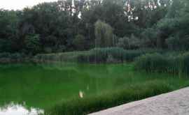 Apă verde dintrun lac din sectorul Rîşcani al Capitalei Cum e posibil VIDEO