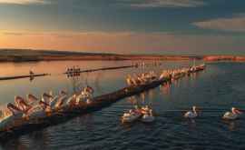 Un fotograf a surprins petrecerea pelicanilor pe lacul de acumulare Taracalia FOTO
