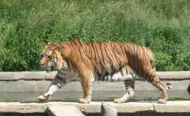 В Германии из зоопарка сбежали львы тигры ягуар и медведь