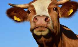 В Болгарии могут усыпить корову за незаконное пересечение границы ЕС