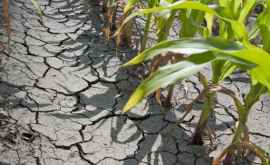 Agricultura Moldovei uscată de secetă