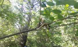 Un șarpe gigant găsit atîrnat de un copac de către polițiștii de frontieră din Ungheni FOTO 