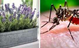 Какие растения отгоняют комаров