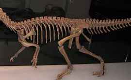 Scheletul unui dinozaur a fost vîndut pentru o sumă record
