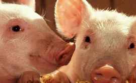 Вспышка африканской чумы свиней в Меренах