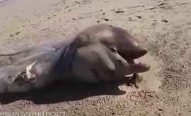 O balenă misterioasă şia făcut apariţia pe o plajă din Namibia VIDEO