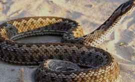 В лесу под Унгенами заметили еще одну двухметровую змею ВИДЕО