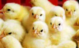 Из протухших и выброшенных на свалку яиц вылупились сотни цыплят