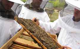 Pagube mari pentru şapte apicultori moldoveni aceştia au rămas practic fără albini