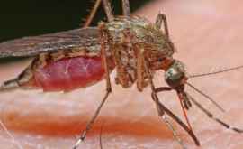 Эффективные средства от комариного укуса