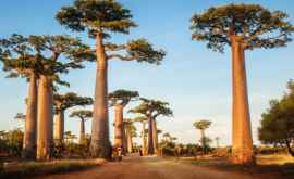 Unii dintre cei mai bătrîni şi mai mari copaci baobab au pierit