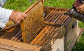 Зафиксированы первые случаи отравления пчел