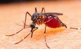Витамин который убережет от комаров все лето