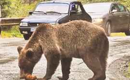 Incident bizar în Tennessee maşina unei şoferiţe distrusă de un urs VIDEO