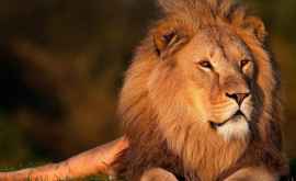 Un turist putea să rămînă fără mînă după ce a vrut să mîngîie un leu VIDEO