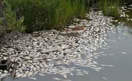 Найдена причина массовой гибели рыбы на Вулканештском озере